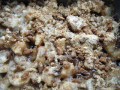 crumble poires et marrons aux spéculoos