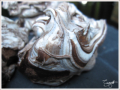 meringues nuages chocolat